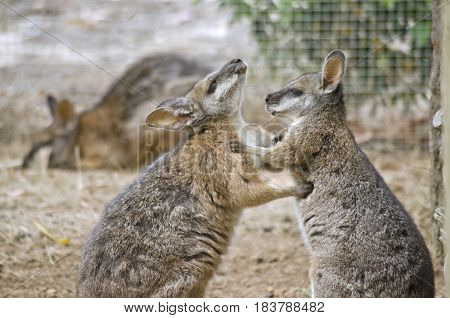the two tammar wallabies are in a mating ritual