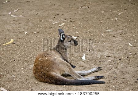 the Kangaroo-Island kangaroo is resting in the fielf