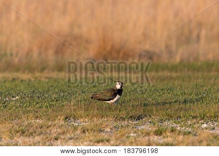 Portrait Of Lapwing (vanellus Vanellus) Standing In Meadow