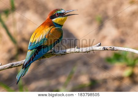 European bee-eater or Merops apiaster is sitting on a twig