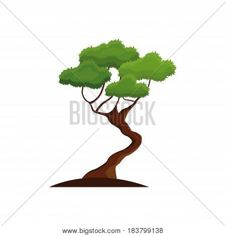 bonsay tree oriental season nature branch vector illustration