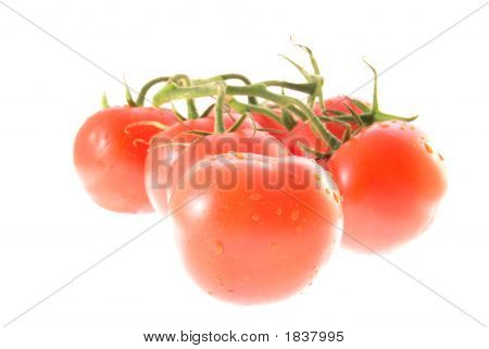 Tomaten-Familie
