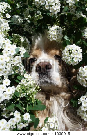 Hund i blomster