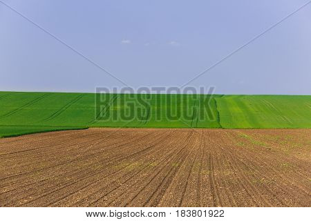 Agricultural land with fresh crops. Large-scale production agribusiness food production concept and textured background with copy space.