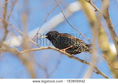 Portrait of a starling on a tree closeup