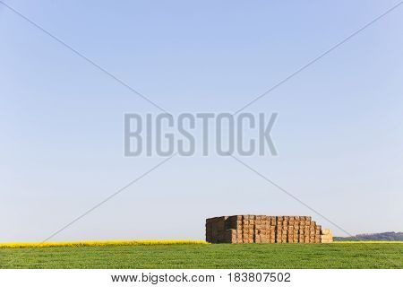 Haystack in middle of the field prepared animal fodder on a farm. Agriculture mass production livestock breeding concept with copy space.