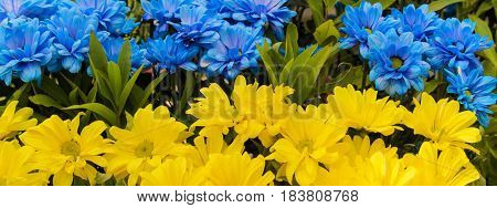 Blue And Yellow Daisies