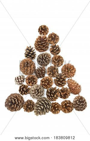Pine cones tree isolated on white background