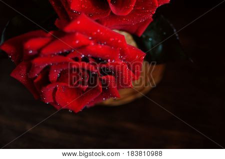 Red roses sprinkled with water spray. Red roses splashing water.