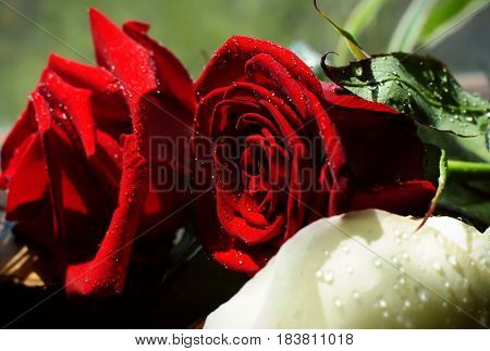 Red and white roses sprinkled with water spray