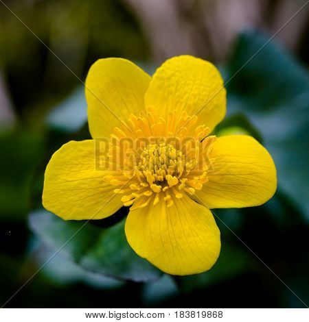 macro of natural kingcup (Caltha palustris) flower bloom