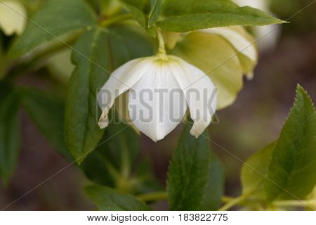 Flower of a lenten rose (Helleborus orientalis)