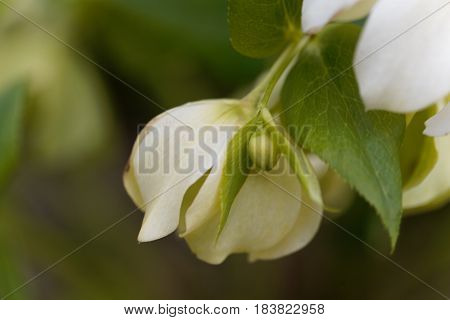 Flower of a lenten rose (Helleborus orientalis)