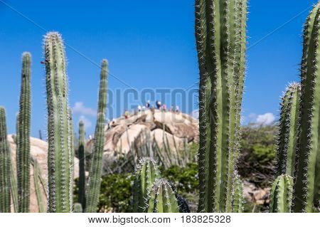 Spines on green cactuses in an Aruban rock garden