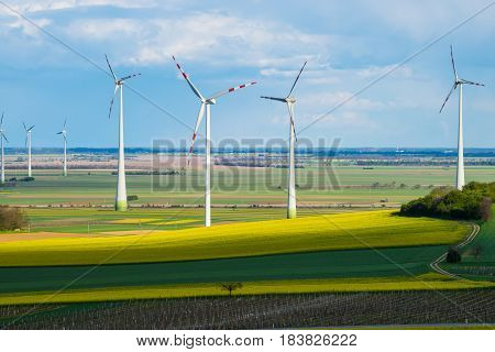 Windmills in yellow rape seed field wind turbunes in nature