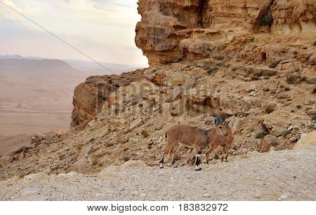 Nubian Ibex. Ramon crater Negev Desert Israel.