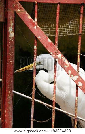 Great egret Ardea alba or great white heron that is caught and locked up alone in a cage with red colored bars.