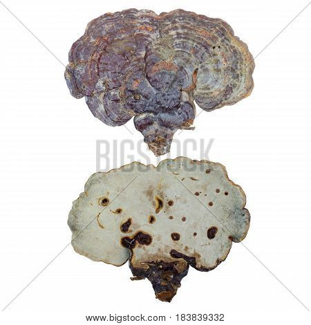 Lingzhi Mushroom Ganoderma Lucidum Isolated on white background