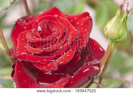 The red flower of the rose with the dewdrops on its petals close up