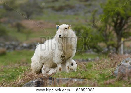 Welsh mountain sheep ewe keeps a watchful guard while feeding her lamb on a rugged mountain pasture in Bala rural Wales