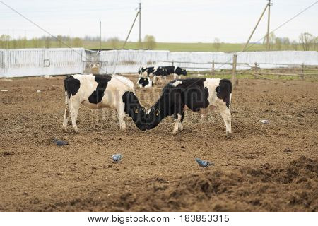 Gomel, Belarus - 19 April 2017: Young Bulls Graze The Hedge And Eat Silage.