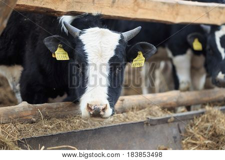 Gomel, Belarus - 19 April 2017: Young Bulls Graze The Hedge And Eat Silage.