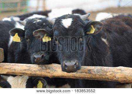 Gomel, Belarus - 19 April 2017: Young Bulls Graze The Hedge And Eat Silage.