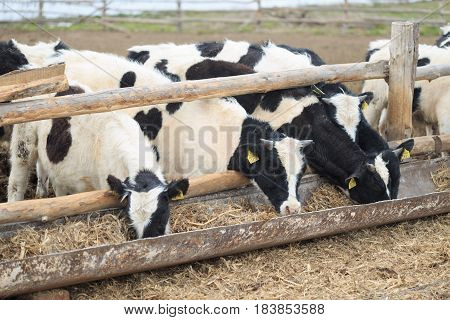 Gomel, Belarus - 19 April 2017: Young Bulls Graze The Hedge And Eat Silage.