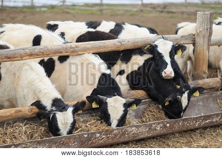 Gomel, Belarus - 19 April 2017: Young Bulls Graze The Hedge And Eat Silage.