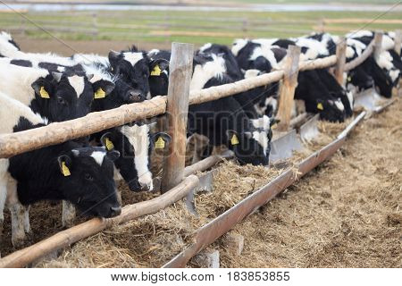 Gomel, Belarus - 19 April 2017: Young Bulls Graze The Hedge And Eat Silage.