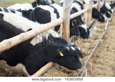 Gomel, Belarus - 19 April 2017: Young Bulls Graze The Hedge And Eat Silage.