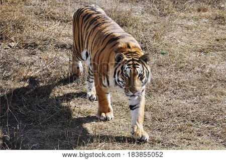young Amur tiger walks. wild predatory cats