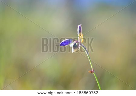 Murdannia giganteum wild violet flower in Phu Soi Dao Thailand National Park - selective focus