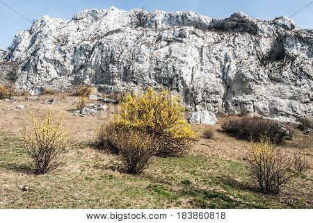 spring Palava mountains in NPR Devin - Kotel - Souteska in South Moravia with meadow flowering cornus mas plants limestone rocks and clear sky