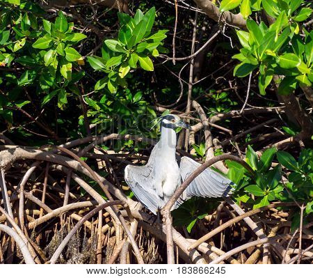 Yellow crowned night heron in the sun with its wings open in the Sian Kaan Biosphere Reserve near Tulum Mexico