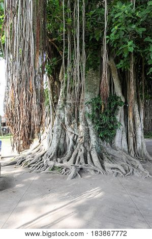 Large old tree overgrown with lianas at Borobudur on Java Indonesia