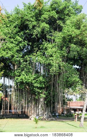 Borobudur Indonesia - 31 January 2013: Large old tree overgrown with lianas at Borobudur on Java Indonesia