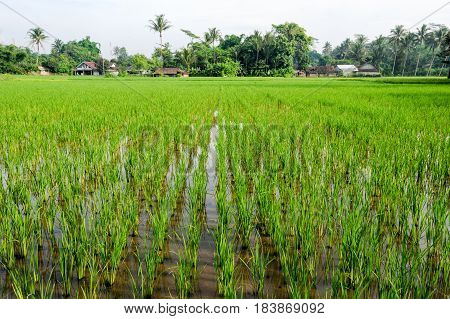 Rice paddies field at Borobodur on Java Indonesia