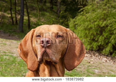 Hungarian pointer Vizsla sniffing on hunt. Dog a loyal friend of a hunter. Detail of dog head