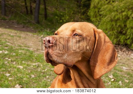 Hungarian pointer Vizsla sniffing on hunt. Dog a loyal friend of a hunter. Detail of dog head