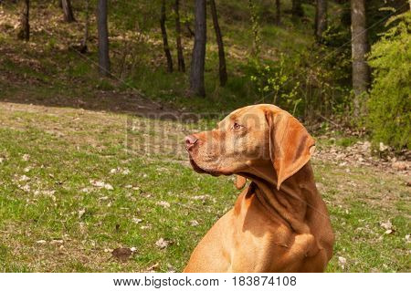 Hungarian pointer Vizsla sniffing on hunt. Dog a loyal friend of a hunter. Detail of dog head