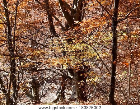 Woods And Mountains