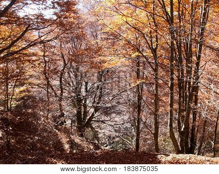 Woods And Mountains