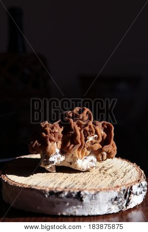 Gyromitra mushroom and birch circle in close-up on the dark background