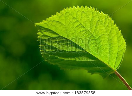 Green Leaf With Veinlet On A Nature Background