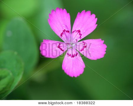 Close-up de petails a flor-de-rosa.