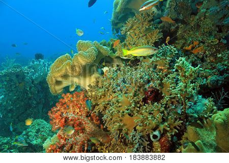 Colorful Coral Reef against Blue Water. Dampier Strait Raja Ampat Indonesia