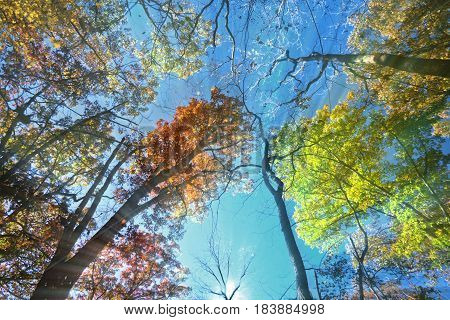 The sun streaking through the trees in the late fall. Taken at Fernwood Botanical Gardens Michigan.