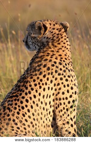 A cheetah's golden spots are radiant in the afternoon sun