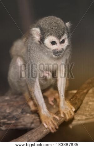 Amazing family of squirrel monkeys with a baby breastfeeding on it's mom's belly on tree.